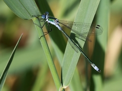 Lestes sponsa