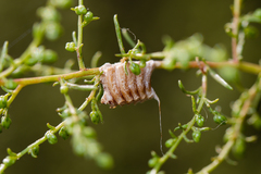 Empusa pennicornis