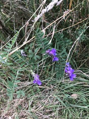 Vicia cracca