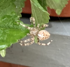 Araneus diadematus
