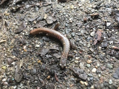 Batrachoseps attenuatus