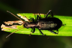 Arthromacra