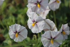 Lycianthes peduncularis
