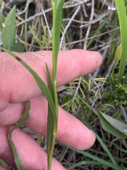 Solidago × krotkovii