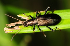Arthromacra
