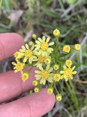 Solidago × krotkovii