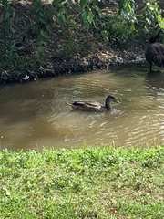 Anas platyrhynchos