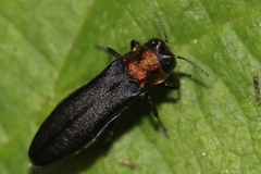 Agrilus ruficollis