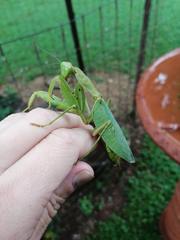 Sphodromantis centralis
