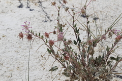 Abronia angustifolia