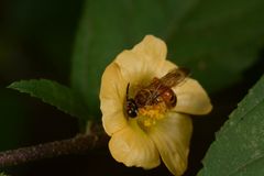 Lipotriches aurodigitata