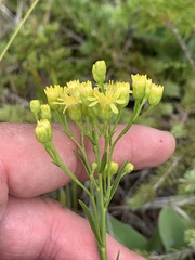 Solidago × krotkovii