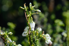 Erica physodes