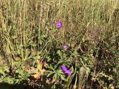 Geranium oreganum