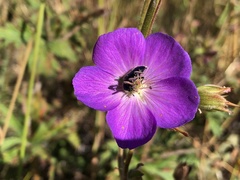 Geranium oreganum