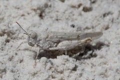 Cibolacris samalayucae