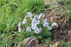 Lycianthes peduncularis