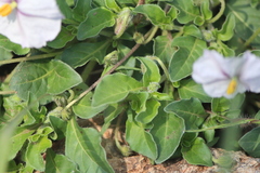Lycianthes peduncularis