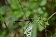 Gomphurus ventricosus
