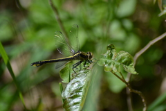 Gomphurus ventricosus