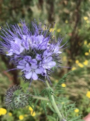 Phacelia tanacetifolia