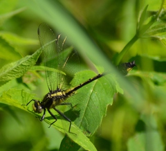 Gomphurus ventricosus