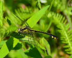 Gomphurus ventricosus