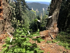 Actaea elata alpestris