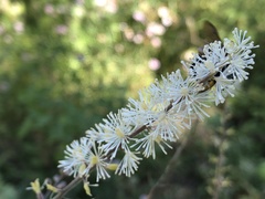Actaea elata alpestris