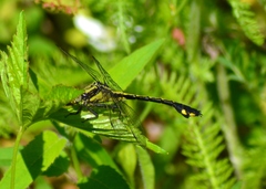 Gomphurus ventricosus
