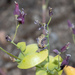 Streptanthus tortuosus - Photo (c) Don Loarie, μερικά δικαιώματα διατηρούνται (CC BY), uploaded by Don Loarie