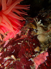 Heptacarpus kincaidi