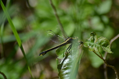 Gomphurus ventricosus
