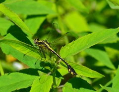 Gomphurus ventricosus