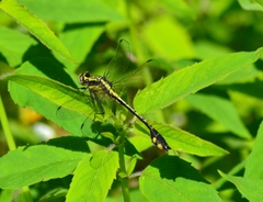 Gomphurus ventricosus