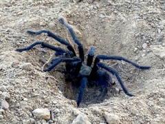 Aphonopelma steindachneri