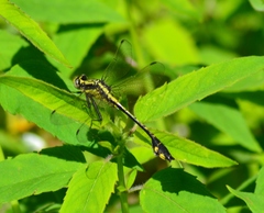 Gomphurus ventricosus