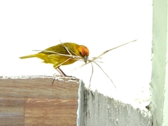 Sicalis columbiana