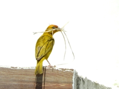 Sicalis columbiana