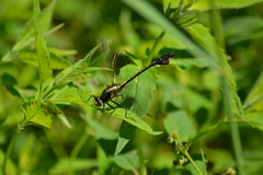 Gomphurus ventricosus