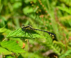 Gomphurus ventricosus