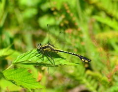 Gomphurus ventricosus