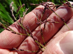 Torreyochloa