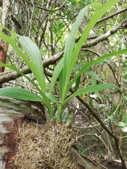 Catasetinae