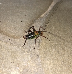 Barbitistes constrictus