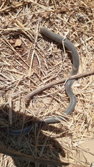 Afrotyphlops mucruso