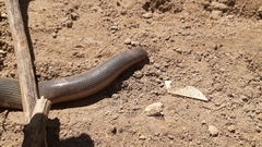 Afrotyphlops mucruso