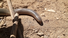 Afrotyphlops mucruso