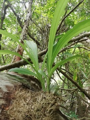 Catasetinae