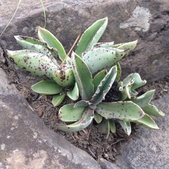 Thompsonella minutiflora